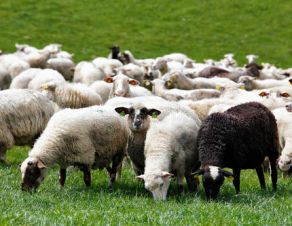 农户养羊应注意的问题