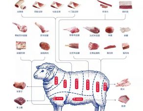 全羊肉分割图